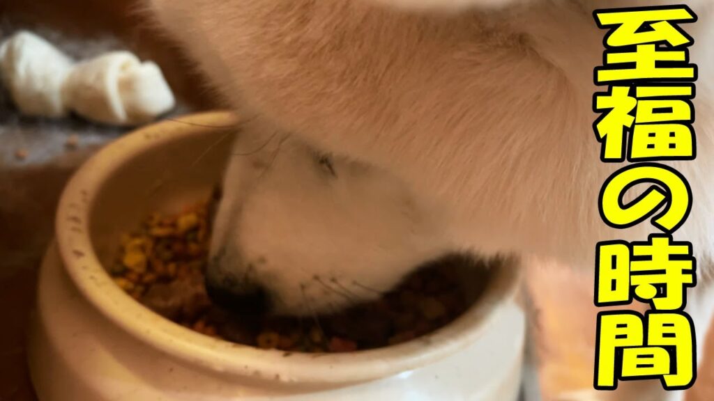 至福の時間・秋田犬そうすけ君 至福の時間・秋田犬そうすけ君