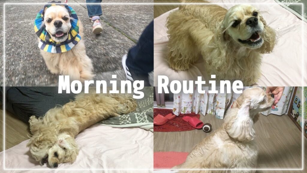 【モーニングルーティン】犬のいる暮らし アメリカンコッカースパニエルかんた 【モーニングルーティン】犬のいる暮らし アメリカンコッカースパニエルかんた