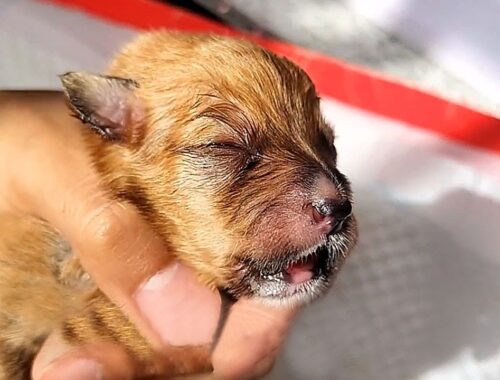 Newborn puppies in trash bin,crying in pain,the woman brought them home despite husband's objections