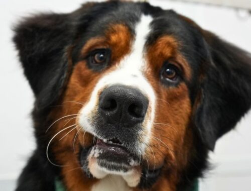 The sweetest souls to walk the earth...Bernese Mountain Dogs