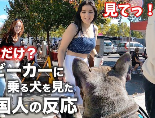 【海外の反応】外国人がベビーカーに乗る犬を見た反応が面白すぎた