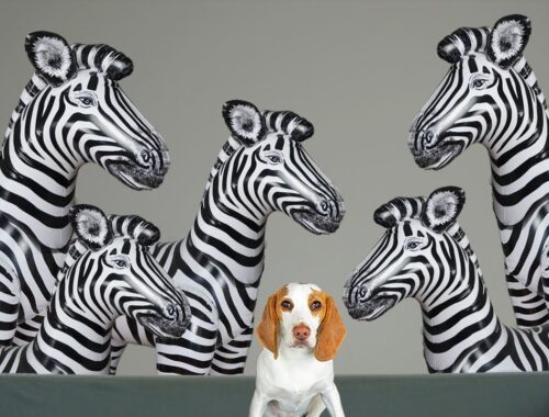 How Will This Puppy React to a Herd of Zebras? Cute Puppy Dog Indie Gets Zebra Surprise!