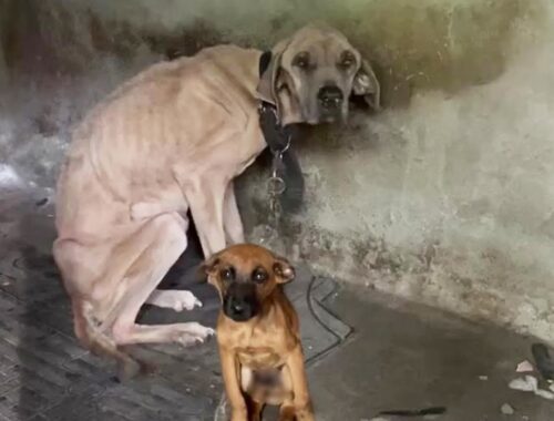 The mama dog breathed her last after her only remaining puppy was safe
