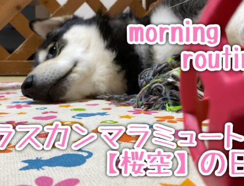 【モーニングルーティン】アラスカンマラミュート桜空の日常【morning routine】