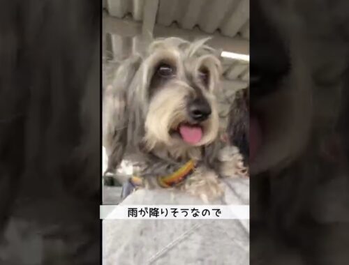 犬と一緒にお買い物【ミニチュアダックスワイヤー】