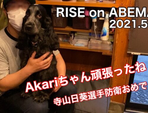 【RISE】Akariちゃんお疲れ様でした！イングリッシュコッカースパニエル【ちよ君】 #shorts