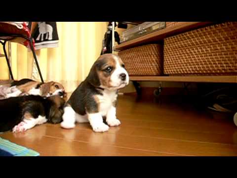 beagle pups : day 23 see parsley play　ビーグルの子犬たち生後23日目
