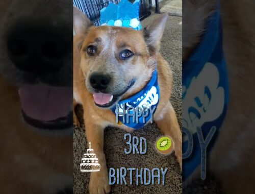 Birthday boy🎂💕Happy 3rd birthday / Australian cattle dog/Red heeler boy "Kiwi🥝"
