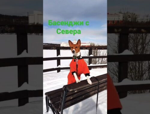 Басенджи с Севера. Апрель. На Севере жить #мурманск #север #насевережить #весна #собака #басенджи