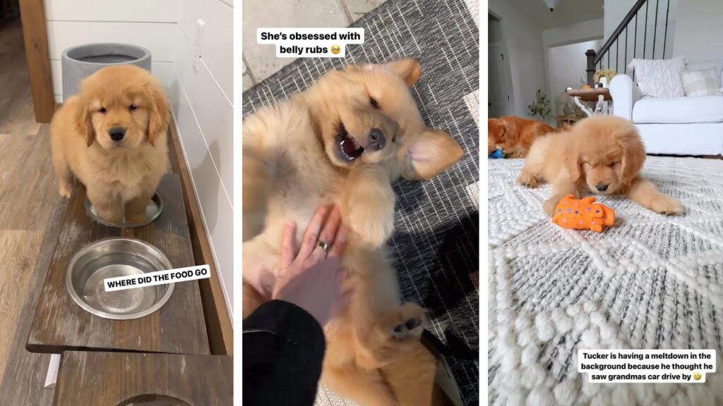 Puppy Sleepover Party | Part 2 Puppy Sleepover Party | Part 2