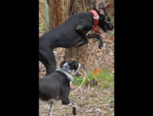 4K 😳JJ Dog & Jilly Labradoodle meet HUGE Great Dane puppy!