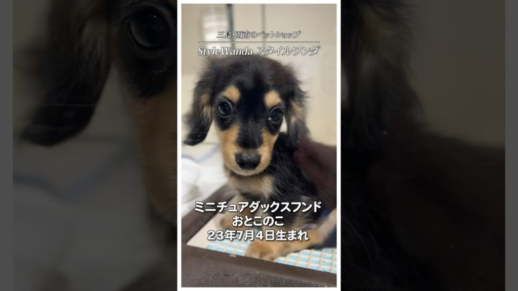 既にイケメン。ミニチュアダックスフンドのおとこのこ#shorts
