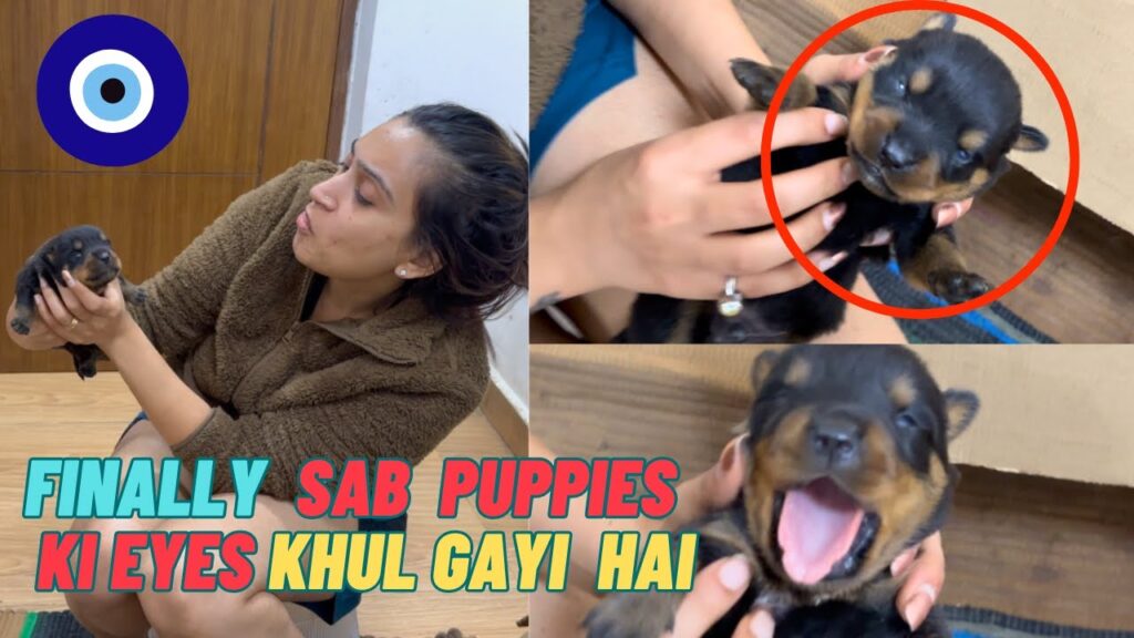 Finally Sab Rottweiler Puppies Ki Eyes Khul Gayi Hai: Bache 15 Days Ho Gaye Hain Finally Sab Rottweiler Puppies Ki Eyes Khul Gayi Hai: Bache 15 Days Ho Gaye Hain