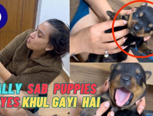 Finally Sab Rottweiler Puppies Ki Eyes Khul Gayi Hai: Bache 15 Days Ho Gaye Hain