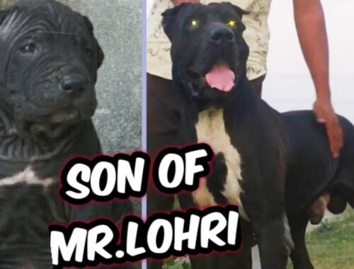 #son of mr.lohri for sale sunny dog farm hisar haryana || top quality bully kutta || mr. Lohri