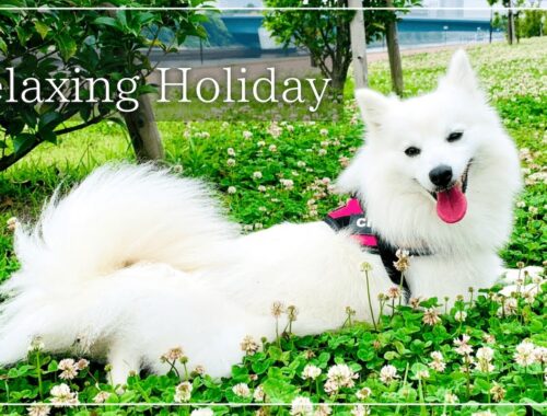 愛犬と芝生でくつろぐ夏の休日🐶💕【日本スピッツちぃ。】 / Relaxing Holiday with My Dog - Japanese Spitz