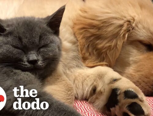Cat And Dog Have Been Inseparable Since Day One | The Dodo
