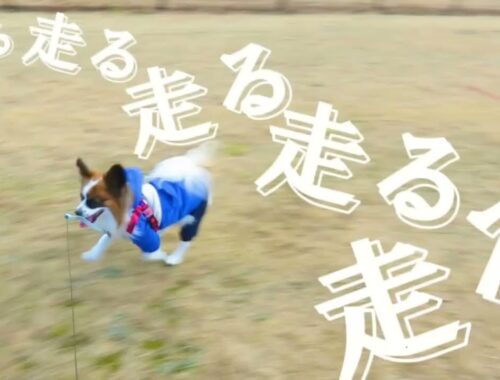 【パピヨン】とにかく走りまくるパピヨン犬
