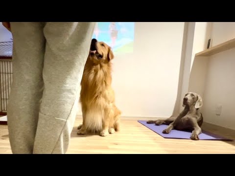 大型犬のトレーニング。ゴールデンレトリバーとワイマラナーの子犬