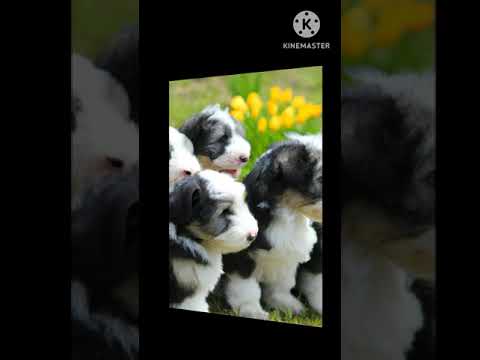 Bearded Collie Welpen: Meine Hunderasse ❤️🥰😻🫶🐕🥹🥺 #shorts Bearded Collie Welpen: Meine Hunderasse ❤️🥰😻🫶🐕🥹🥺 #shorts