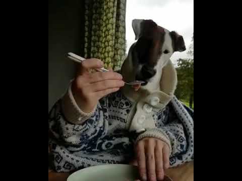 Dog eating food with fork and knife