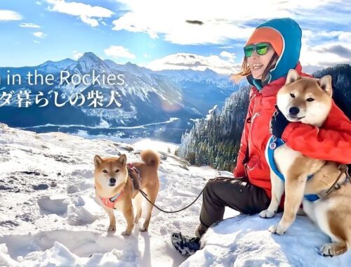 山頂に到着後、大好きな岩壁からの景色を楽しめずに少ししょんぼりな柴犬ナラ【4K】
