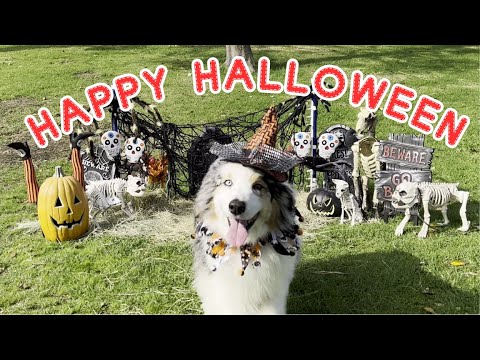 愛犬からHappy Halloween【オーストラリアンシェパード】