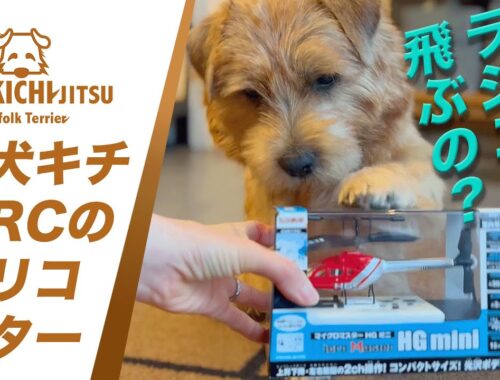 愛犬キチ  と ラジコンヘリコプター【 RC dog ノーフォークテリア norfolkterrier  】