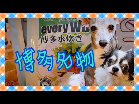 博多水炊きを食べたチワワとイタリアングレーハウンド（イタグレ）【犬動画】