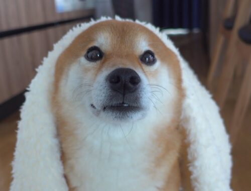 【暴風雪】外がヤバすぎたので柴犬を温めたら可愛すぎた。