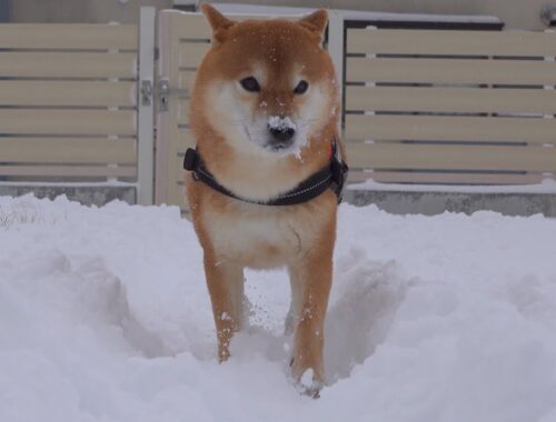 みんなが雪に苦戦するなか柴犬ハチだけ様子がおかしい。。