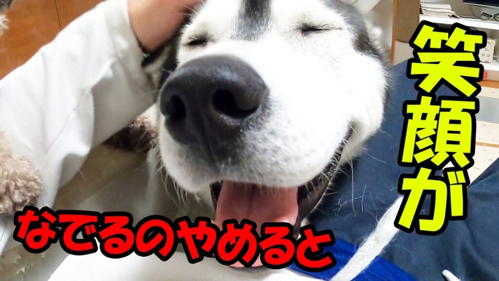 なでるのやめると笑顔が消えるシベリアンハスキー