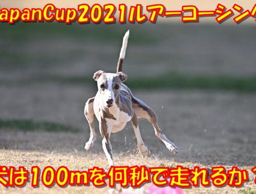 ルアーコーシング イタリアングレーハウンド（イタグレ Italian Greyhound） PAL 1歳 2020-11-22 LureCoursing JapanCup2021 2nd