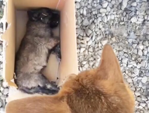 "Mama, help me", the crippled puppy cried weakly inside the box with injuries