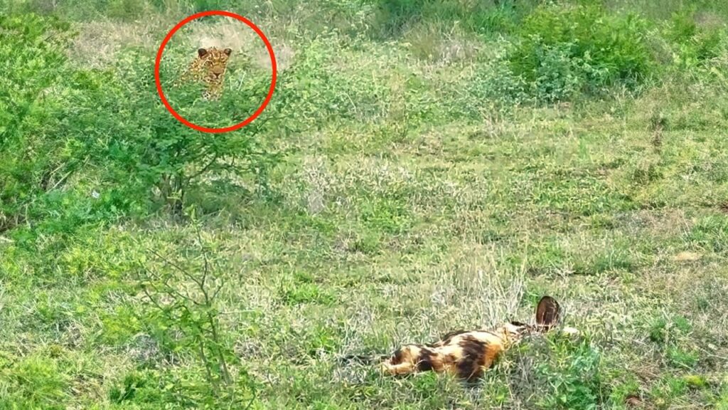 Leopard Tries Hunting Sleeping Wild Dogs Leopard Tries Hunting Sleeping Wild Dogs