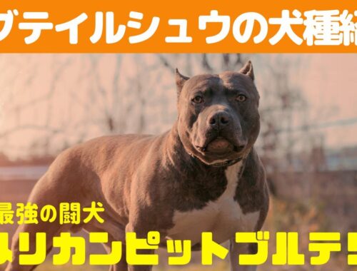 【世界最強の犬】アメリカンピットブルテリア