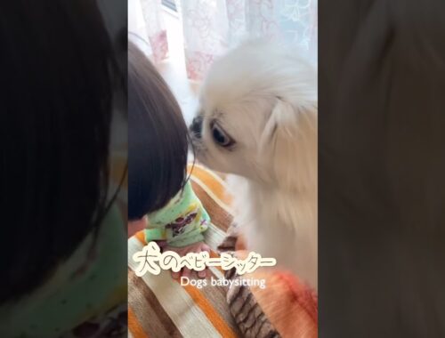 犬のベビーシッター Dog babysitting assistance #赤ちゃん #pekingese #ペキニーズ #baby