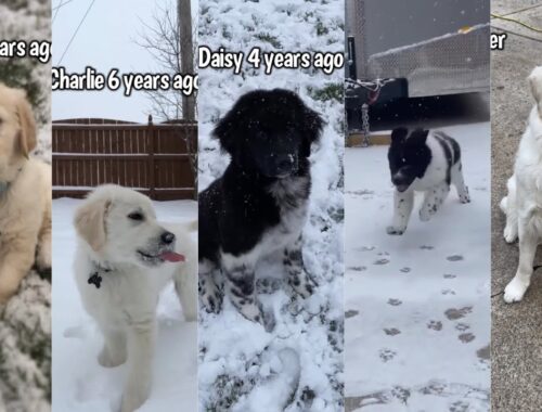My Dogs First Time Playing In Snow As Puppies