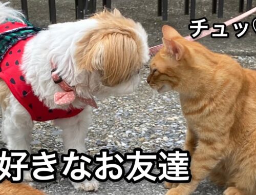 【シーズー】散歩中に出会う猫ちゃんが好きすぎるしーしー♪｜犬vlog
