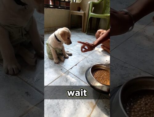Cute dog | Puppy training video | #short #dog #youtube #puppytraining