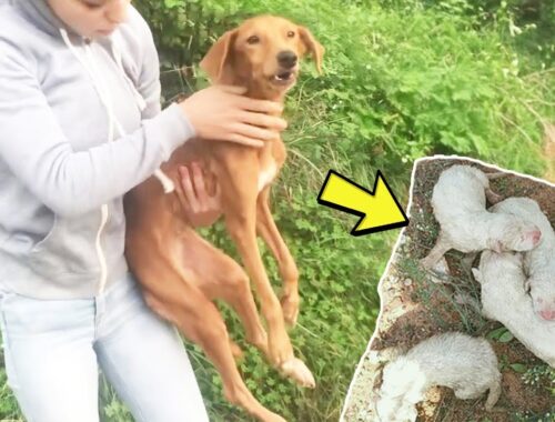 The mama dog weakly begged to save her panting puppies tied in a sack