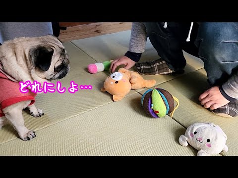 お気に入りのおもちゃ(クサ子)を並べたらオモロすぎたパグ犬ぷぅ Pug