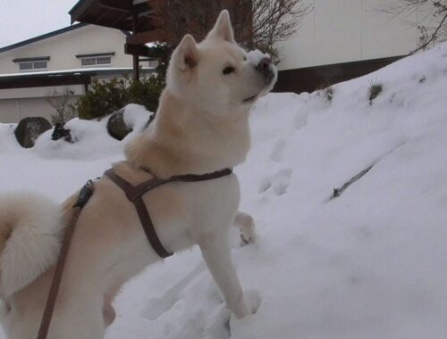 【秋田犬ゆうき】鼻の上に雪を乗せたお散歩から帰ったら飼い主との添い寝でぽかぽか眠る【akita dog】