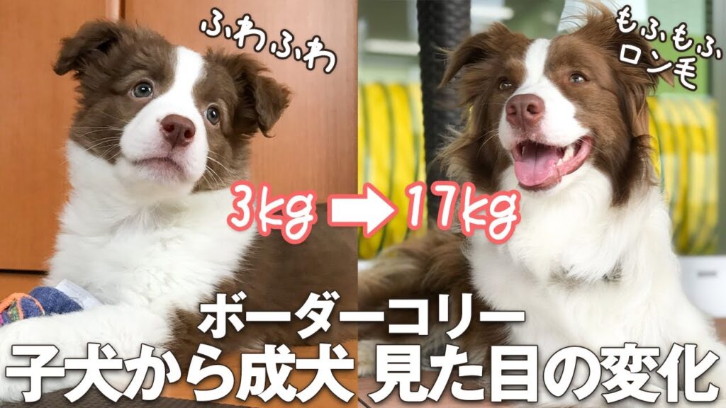 【子犬から成犬】ふわふわ子犬が立派な成犬になるまでのビフォーアフター!ボーダーコリー/ Until a fluffy puppy becomes a great adult dog 【子犬から成犬】ふわふわ子犬が立派な成犬になるまでのビフォーアフター!ボーダーコリー/ Until a fluffy puppy becomes a great adult dog