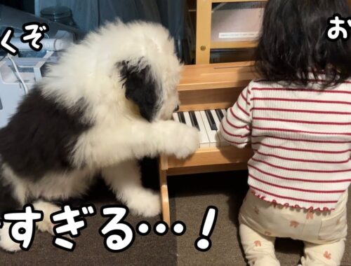 【天才⁈】妹がピアノを弾いていると初めてなのに一緒に演奏する子犬が凄過ぎました･･･！｜グレートピレニーズ＆オールドイングリッシュシープドッグ