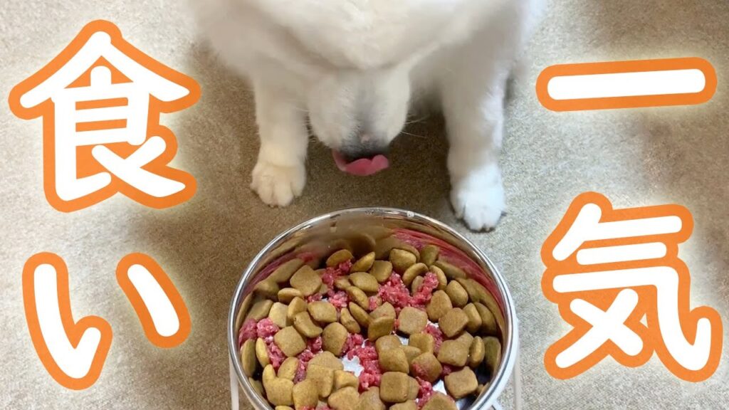 美味しそうにご飯を食べるサモエド 美味しそうにご飯を食べるサモエド