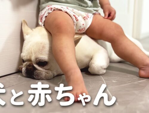 【犬と赤ちゃん】１歳児に尻に敷かれてる犬【フレブル フレンチブルドッグ】