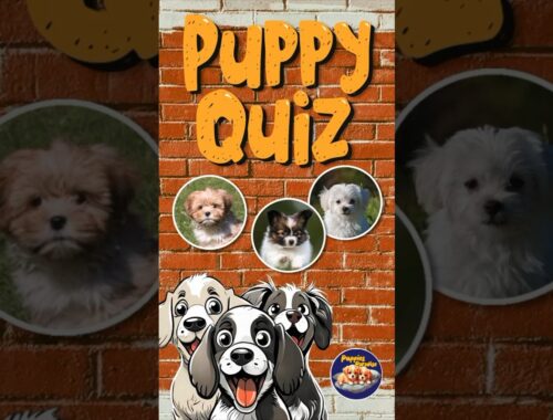 Look for the Lhasa Apso in this Pretty Popular Puppy Quiz! 🐕‍🦺#puppyquiz ❤️🐶 #shorts