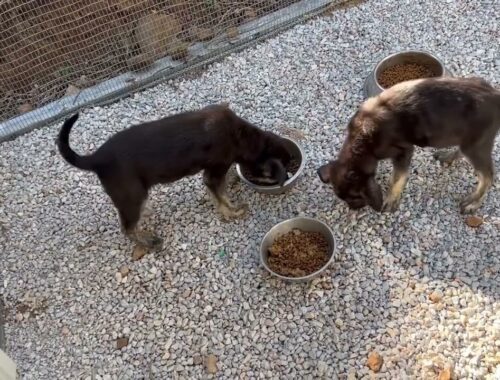 Jack and Jill, the 3 shy puppies & Savvas, they were sick from parvovirus and only one is still sick
