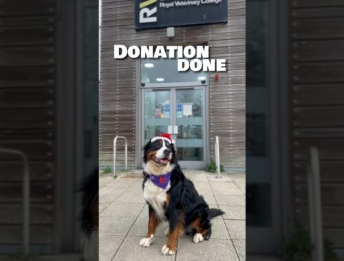 The greatest gift he can give - is blood! #bernesemountaindog #holidayswithshorts #christmas